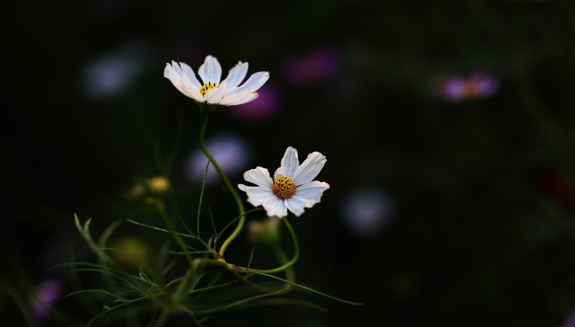 点击大图看下一张：格桑花图片