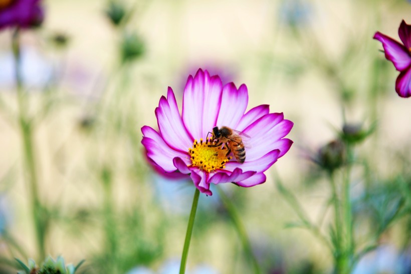 点击大图看下一张：蜜蜂追逐的格桑花图片