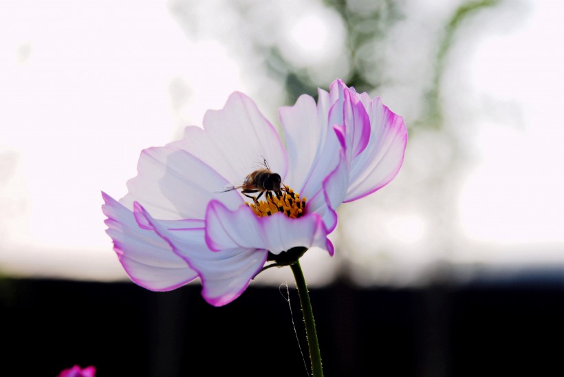 点击大图看下一张：蜜蜂追逐的格桑花图片