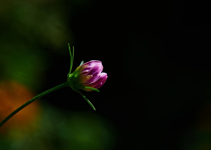 点击大图看下一张：清丽格桑花图片