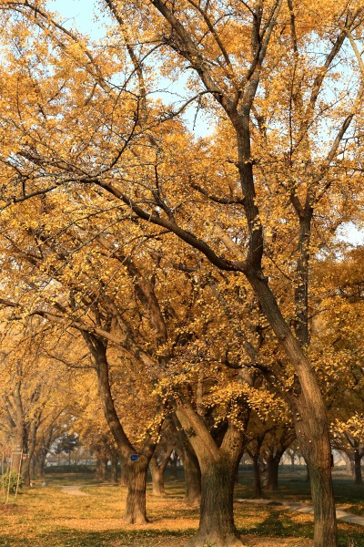 点击大图看下一张：金黄银杏树图片