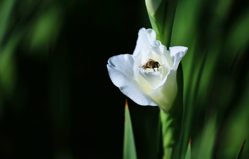 点击大图看下一张：白色唐菖蒲花卉图片