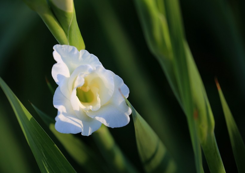 点击大图看下一张：白色唐菖蒲花卉图片