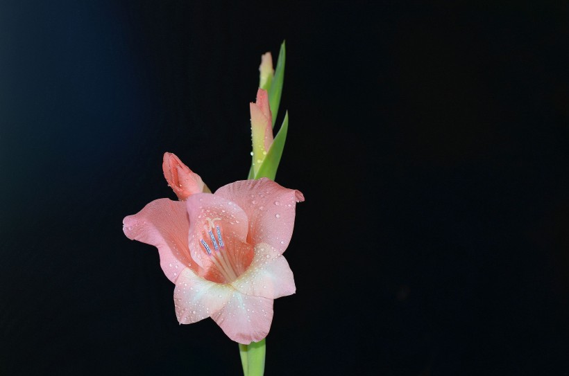 点击大图看下一张：粉色唐菖蒲花卉图片