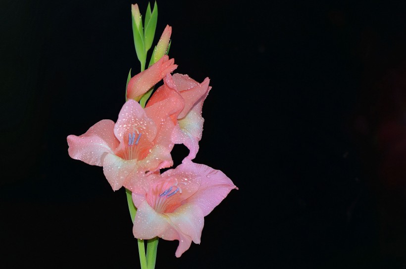 点击大图看下一张：粉色唐菖蒲花卉图片