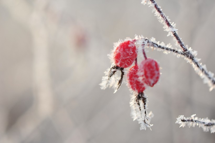 点击大图看下一张：冬季挂霜红果图片