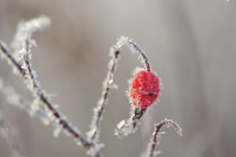 点击大图看下一张：冬季挂霜红果图片