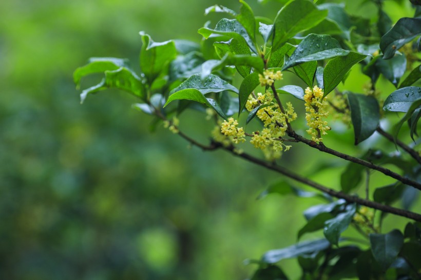 点击大图看下一张：香甜的金色桂花图片