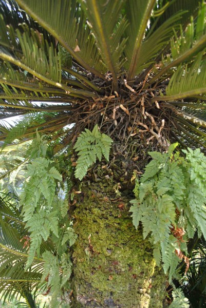 点击大图看下一张：海南苏铁植物图片