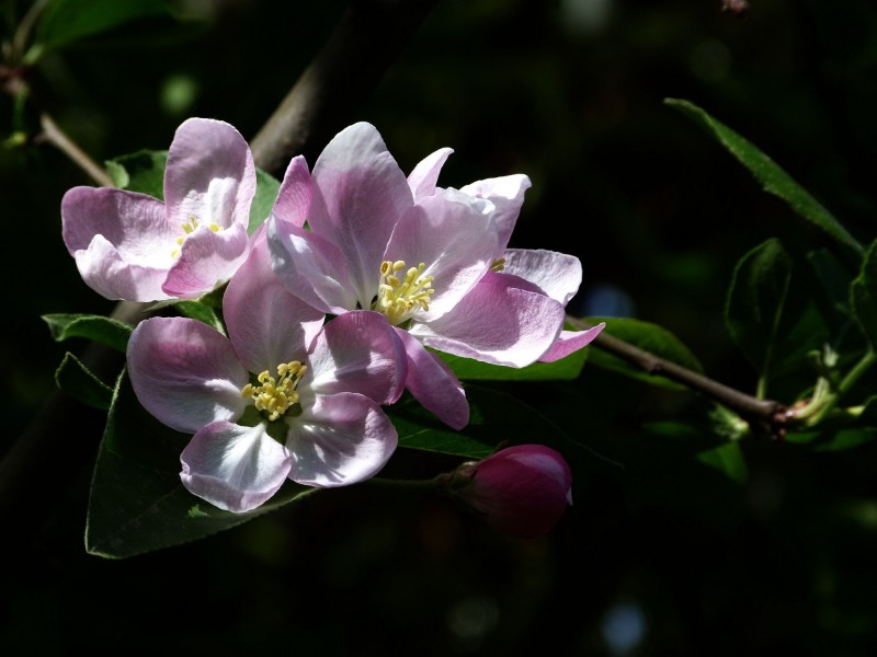 点击大图看下一张：粉色海棠花图片