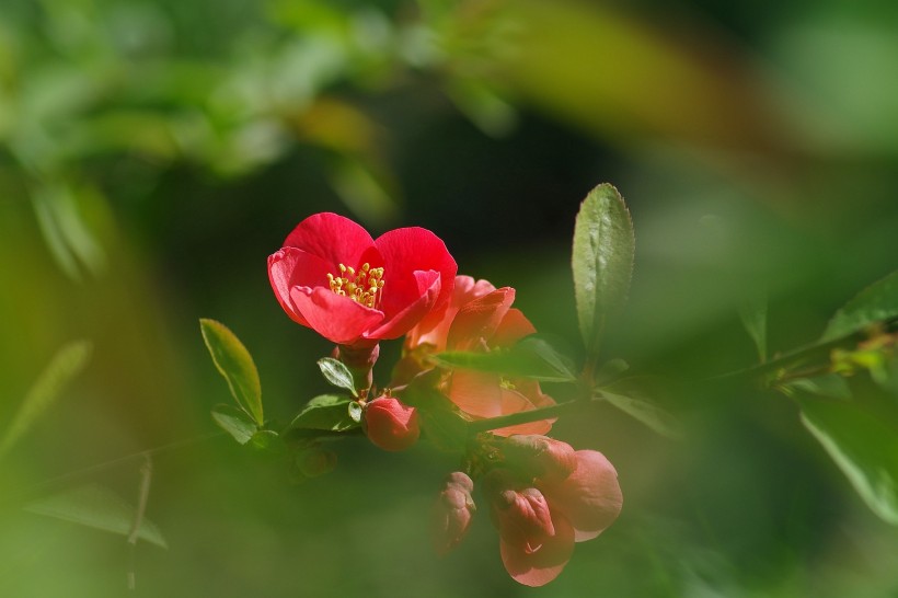 点击大图看下一张：火红的贴梗海棠图片