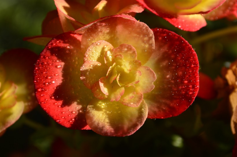 点击大图看下一张：鲜艳的海棠花图片