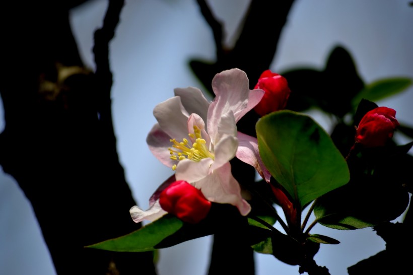 点击大图看下一张：春天的海棠花图片