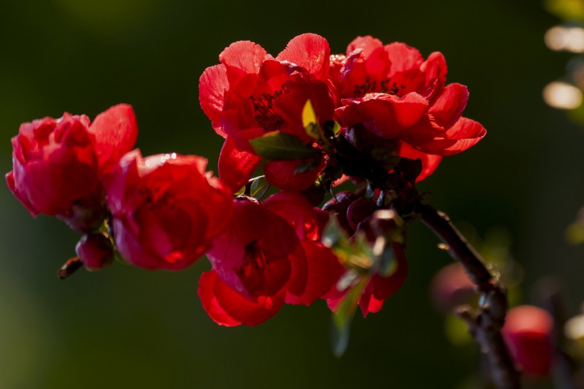 点击大图看下一张：红色海棠花图片