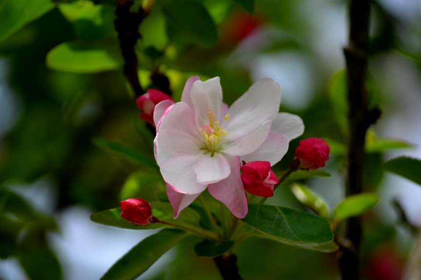 点击大图看下一张：春天的海棠花图片