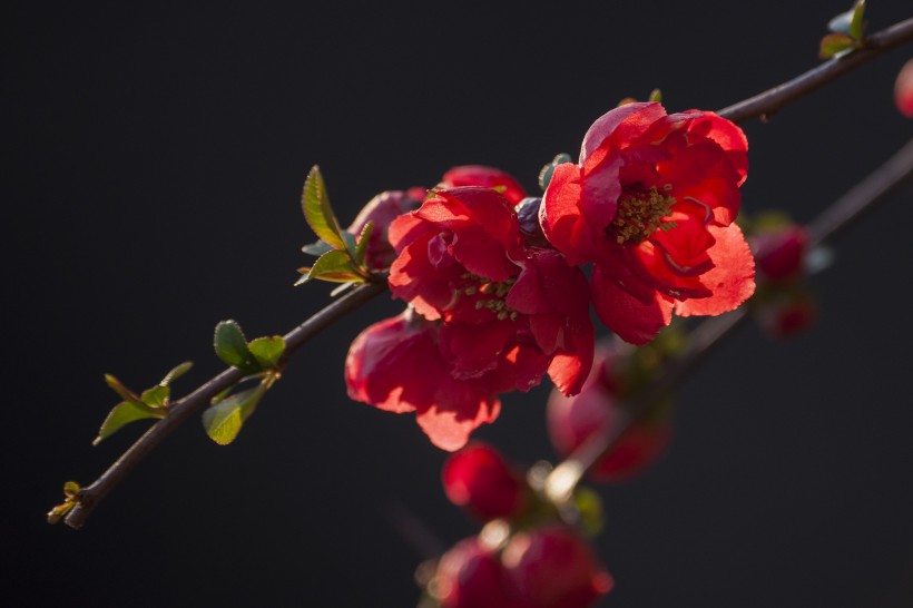 点击大图看下一张：红色海棠花图片