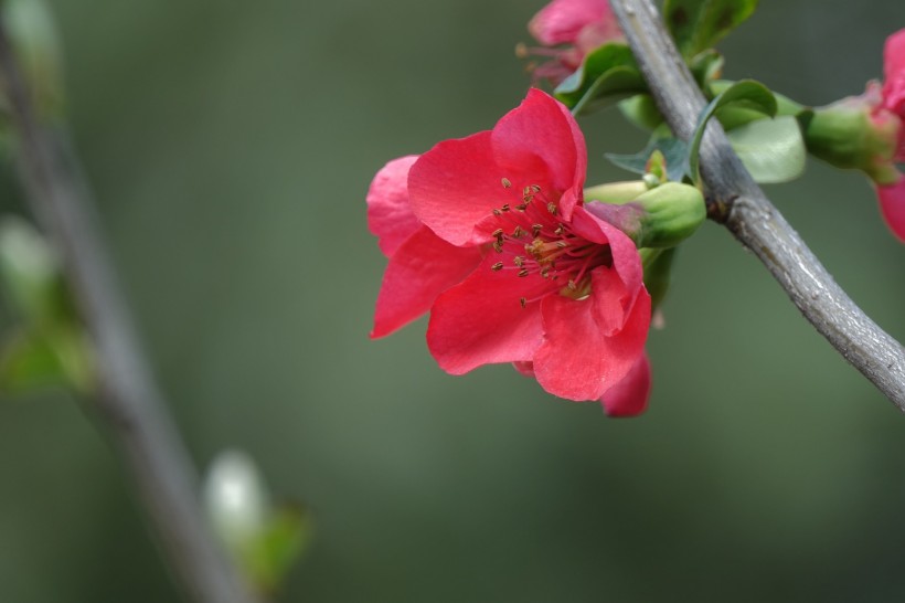 点击大图看下一张：玫红色的海棠花图片