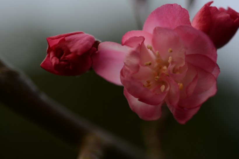 点击大图看下一张：娇艳海棠花图片