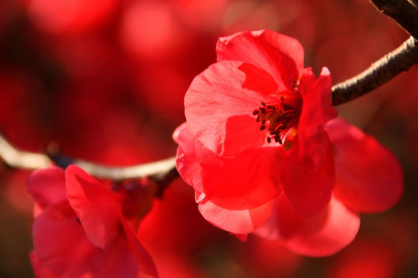 点击大图看下一张：鲜艳的海棠花图片