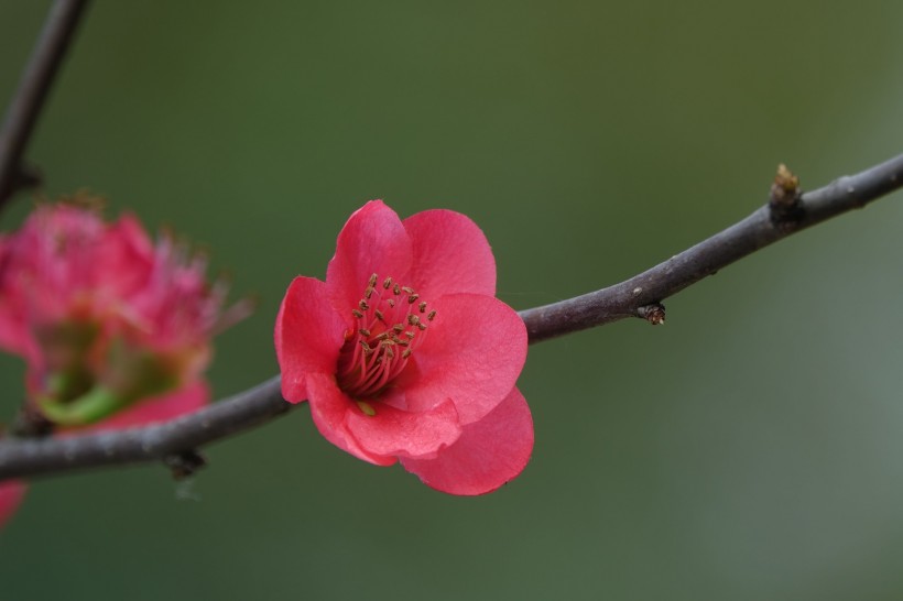 点击大图看下一张：玫红色的海棠花图片