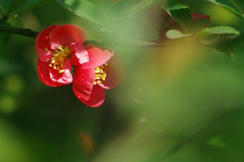 点击大图看下一张：火红的贴梗海棠图片