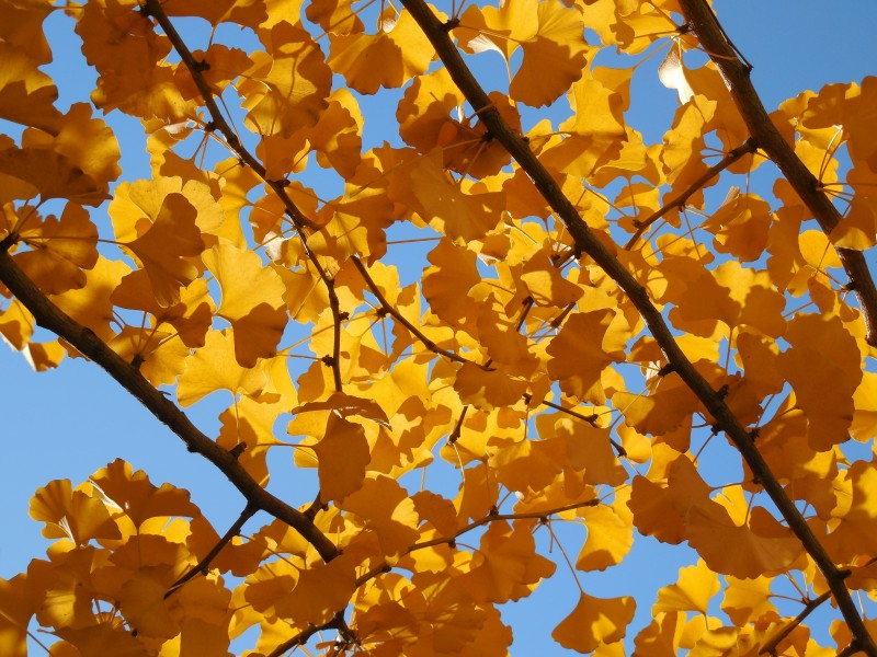 点击大图看下一张：美丽的银杏树叶图片