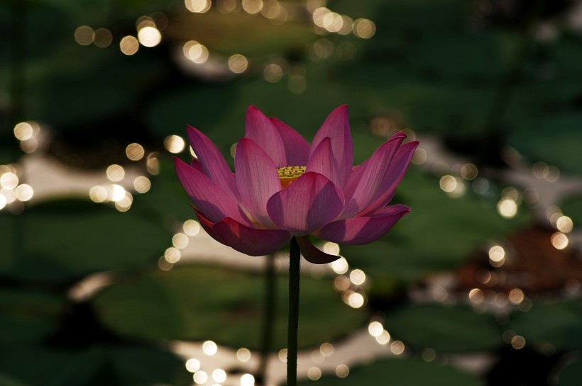 点击大图看下一张:星光下的荷花图片