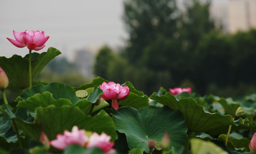 点击大图看下一张：荷花图片