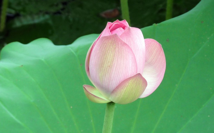 点击大图看下一张：荷花图片