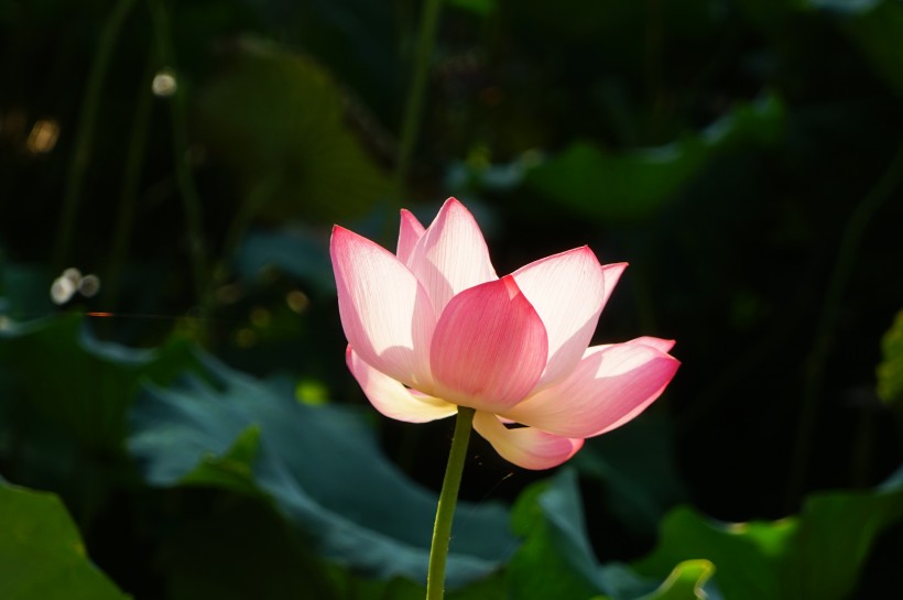 点击大图看下一张：怒放盛开的荷花图片