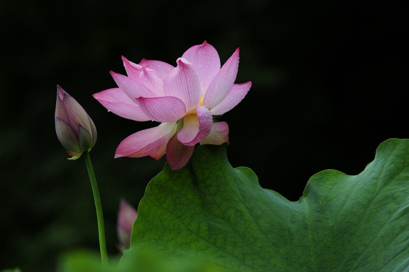 点击大图看下一张：多姿多彩的荷花图片