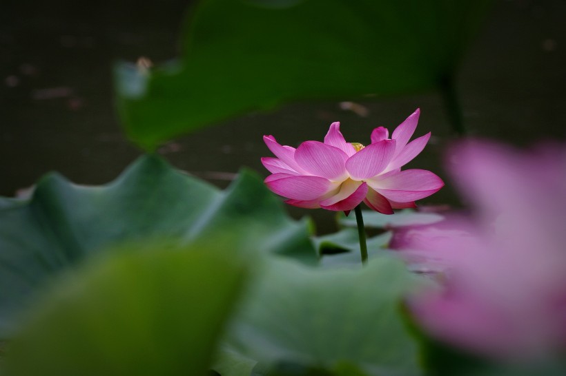 点击大图看下一张：荷花图片