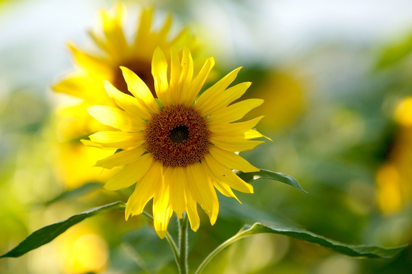点击大图看下一张：温暖金黄的向日葵图片