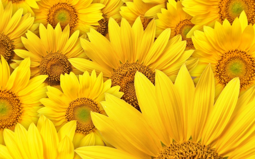 点击大图看下一张：金黄色的向日葵图片