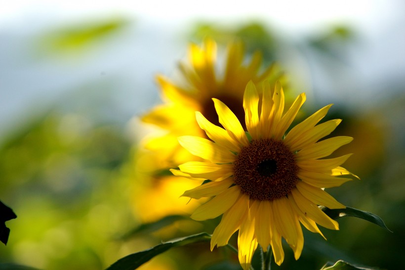 点击大图看下一张：温暖金黄的向日葵图片
