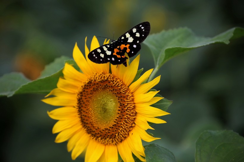 点击大图看下一张：金黄色的向日葵图片