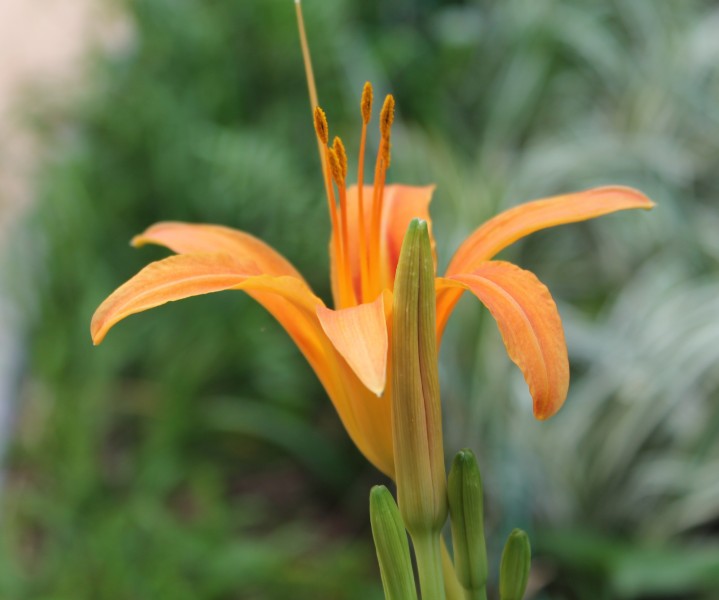 点击大图看下一张：金黄色的萱草花花卉图片