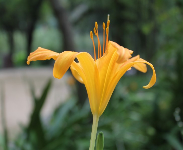 点击大图看下一张：金黄色的萱草花花卉图片