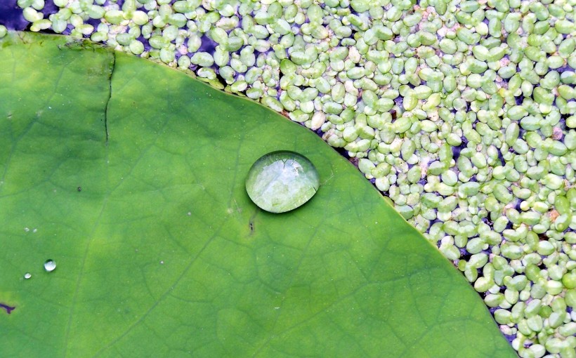 点击大图看下一张：翠绿的荷叶和水珠图片