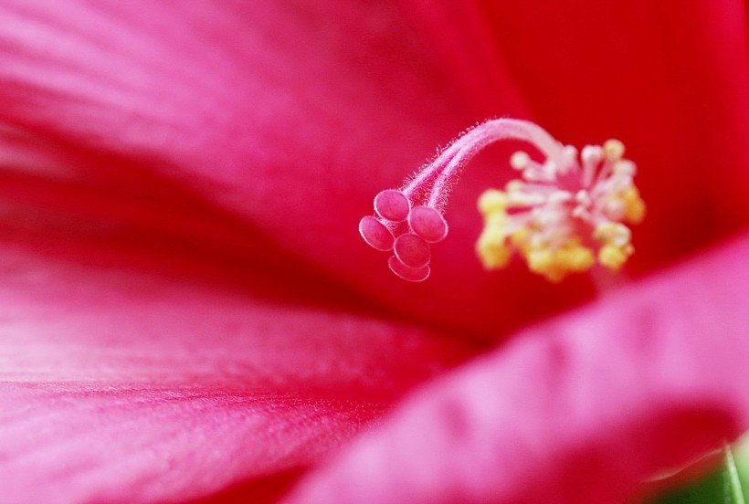 点击大图看下一张：芙蓉葵花卉图片
