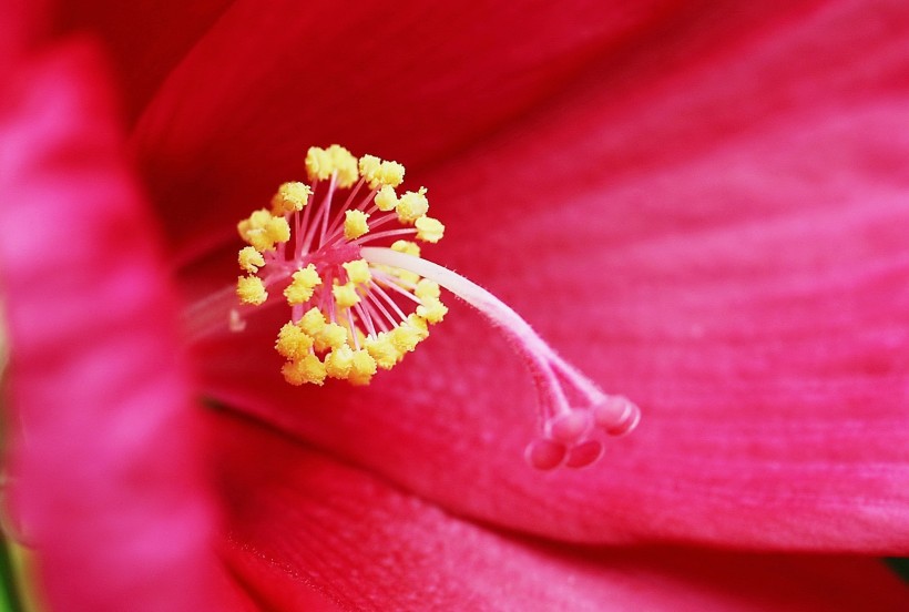点击大图看下一张：芙蓉葵花卉图片