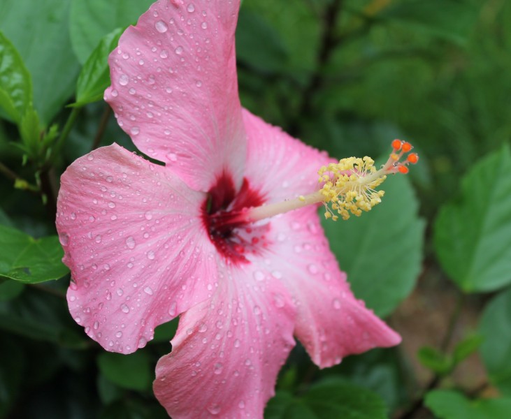 点击大图看下一张：雨后木芙蓉花卉图片
