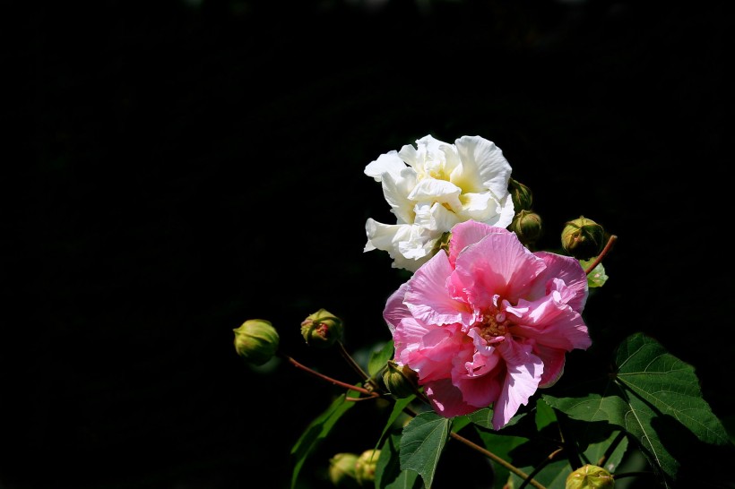 点击大图看下一张：木芙蓉花卉图片