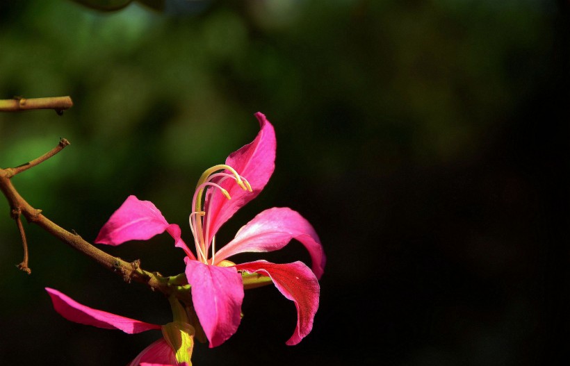 点击大图看下一张：靓丽紫荆花花卉图片