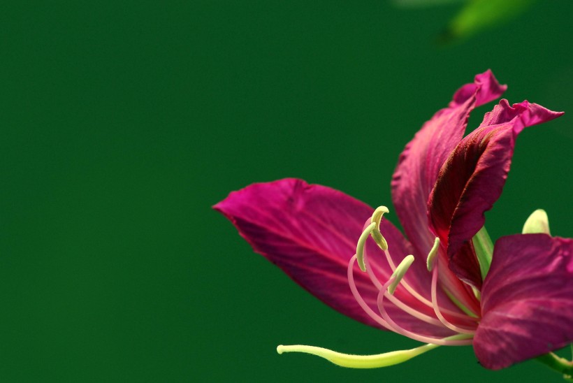 点击大图看下一张：紫荆花图片