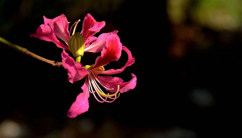 点击大图看下一张：靓丽紫荆花花卉图片