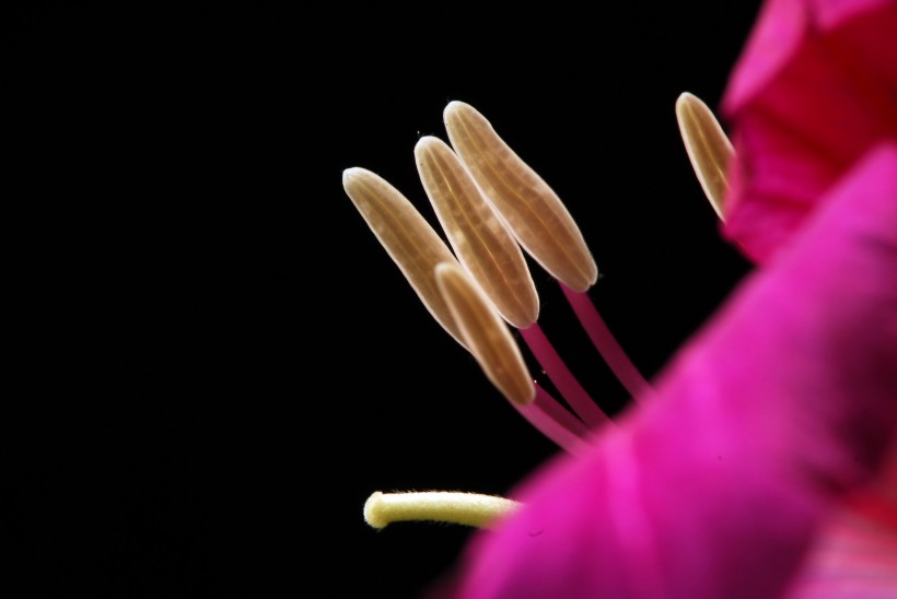 点击大图看下一张：紫荆花图片