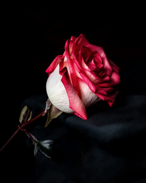 点击大图看下一张：红玫瑰高清图片