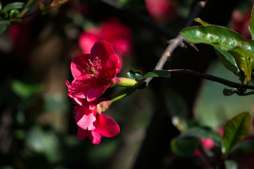 点击大图看下一张：红海棠花图片