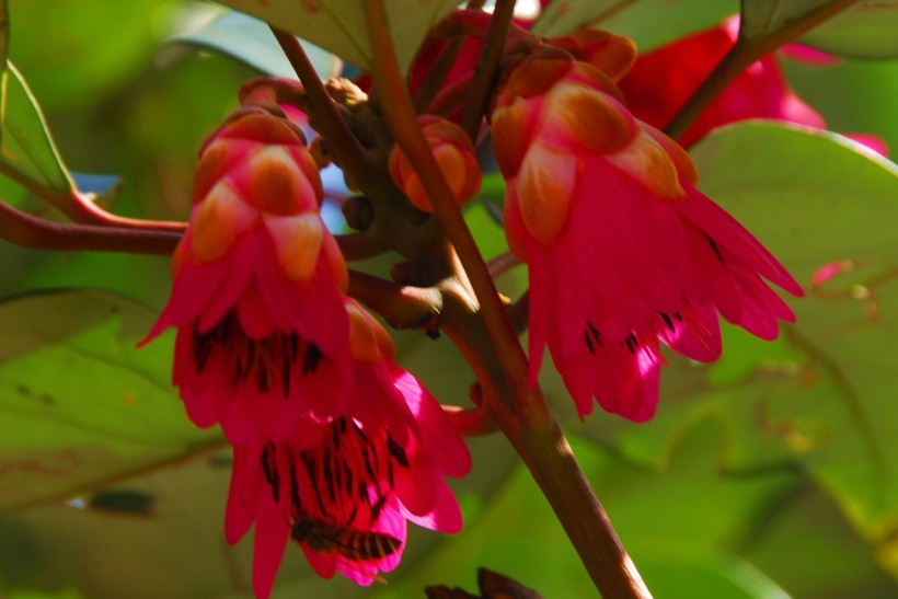 点击大图看下一张：红花荷植物图片